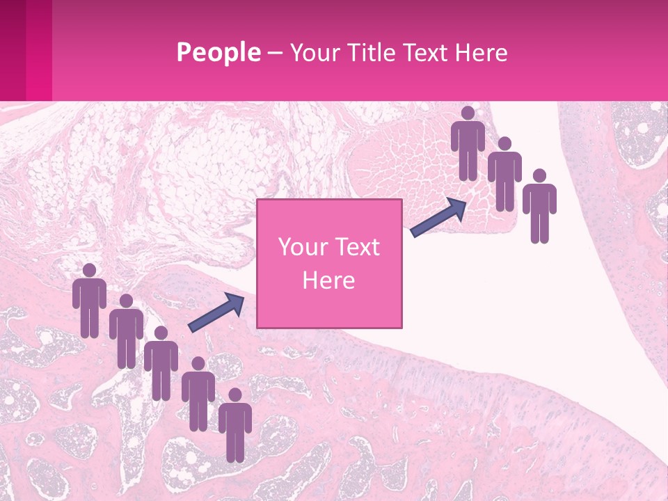 An Image Of A Section Of The Stomach With The Name Of The Organ PowerPoint Template