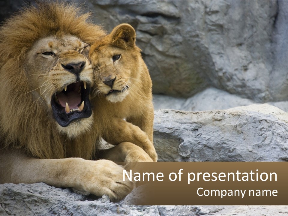 A Couple Of Lions Sitting On Top Of A Rock PowerPoint Template