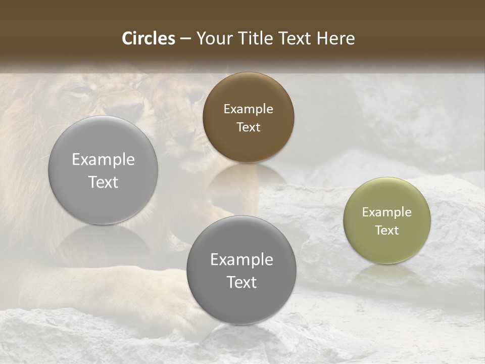 A Couple Of Lions Sitting On Top Of A Rock PowerPoint Template