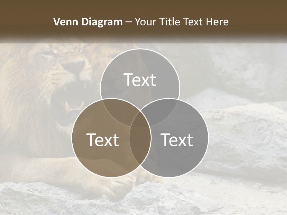 A Couple Of Lions Sitting On Top Of A Rock PowerPoint Template