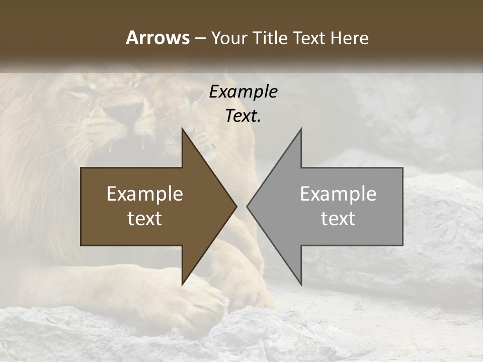 A Couple Of Lions Sitting On Top Of A Rock PowerPoint Template