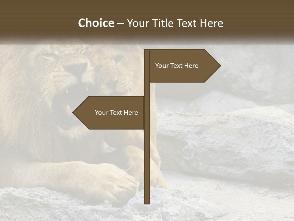 A Couple Of Lions Sitting On Top Of A Rock PowerPoint Template