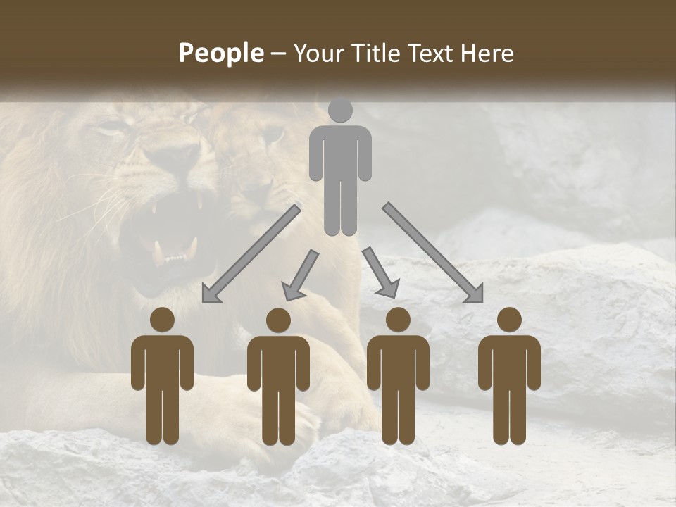 A Couple Of Lions Sitting On Top Of A Rock PowerPoint Template