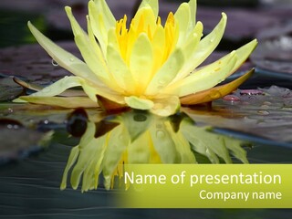 A Yellow Water Lily In A Pond Of Water PowerPoint Template