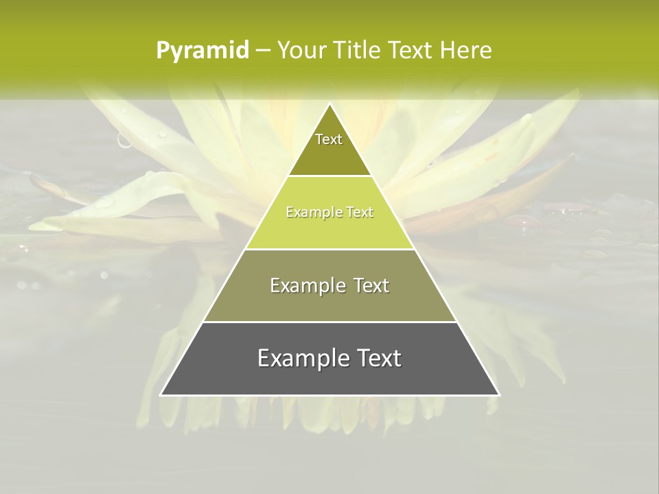 A Yellow Water Lily In A Pond Of Water PowerPoint Template