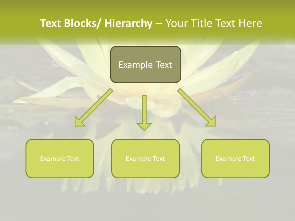 A Yellow Water Lily In A Pond Of Water PowerPoint Template