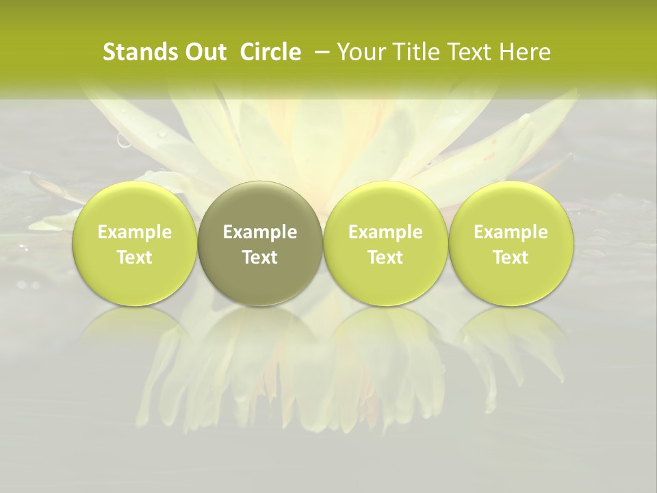A Yellow Water Lily In A Pond Of Water PowerPoint Template