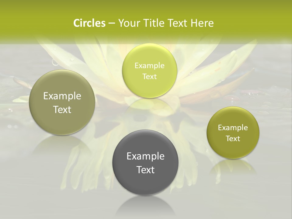 A Yellow Water Lily In A Pond Of Water PowerPoint Template