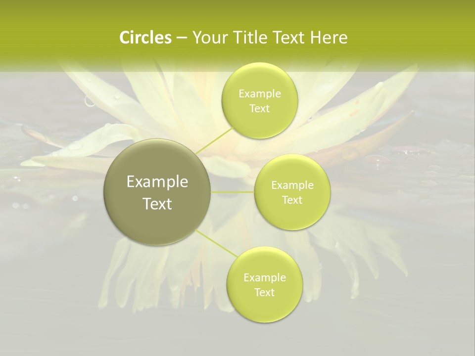 A Yellow Water Lily In A Pond Of Water PowerPoint Template