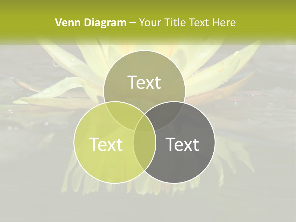 A Yellow Water Lily In A Pond Of Water PowerPoint Template