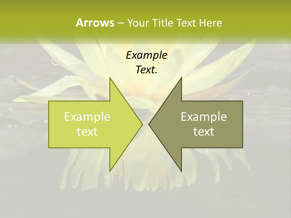 A Yellow Water Lily In A Pond Of Water PowerPoint Template