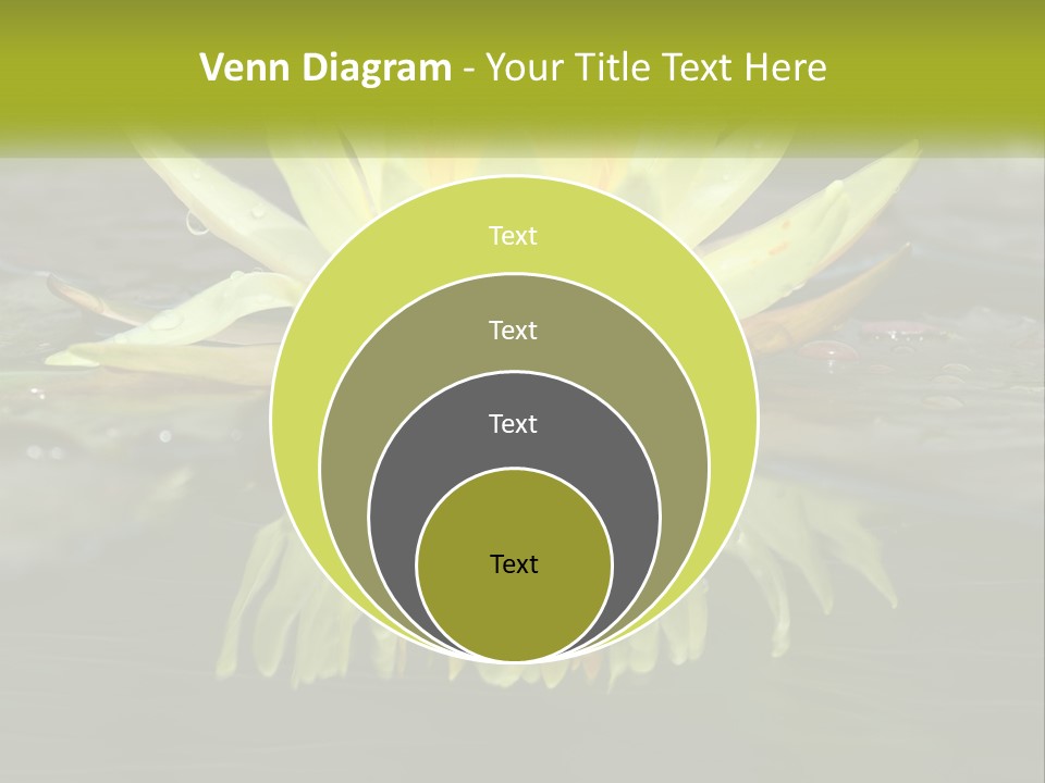 A Yellow Water Lily In A Pond Of Water PowerPoint Template