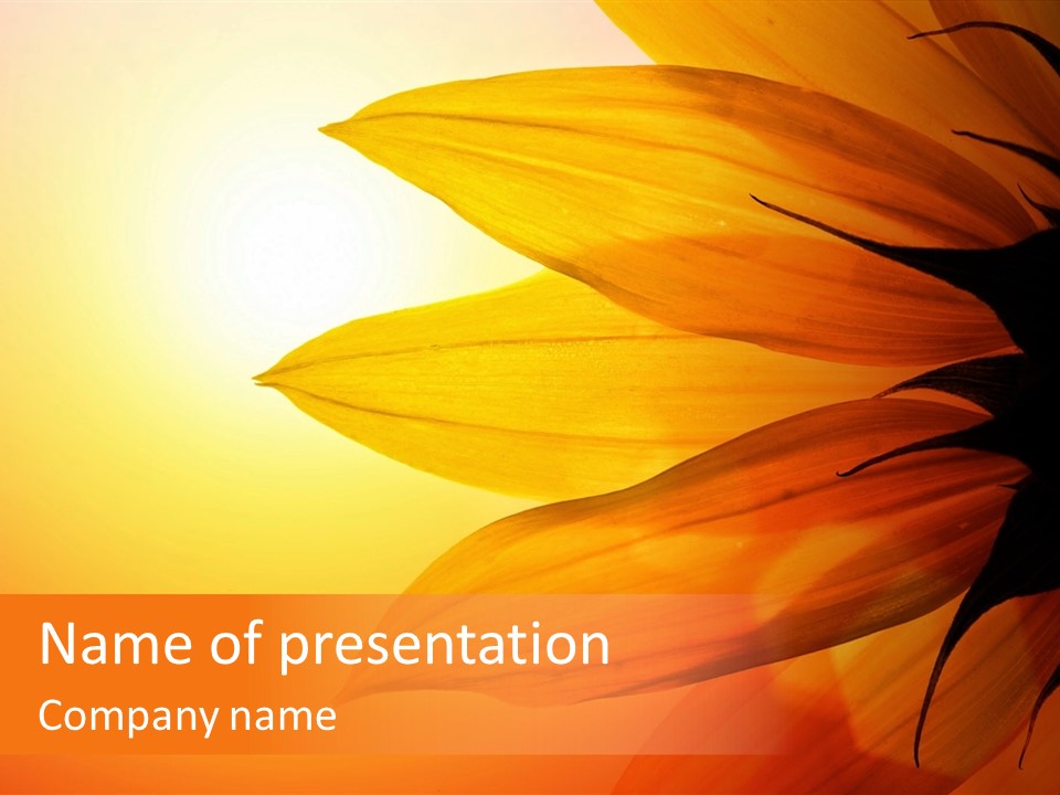A Sunflower With The Sun In The Background PowerPoint Template