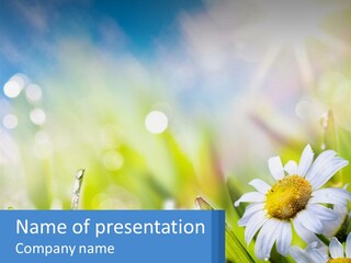 A Powerpoint Presentation With Daisies In The Grass PowerPoint Template