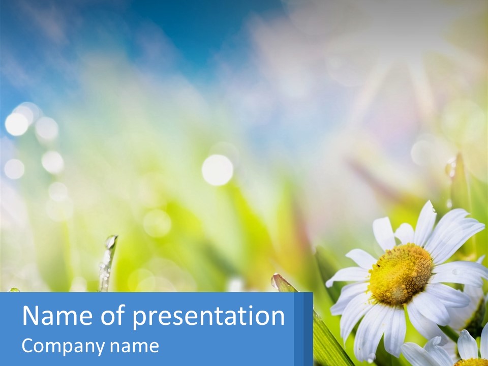 A Powerpoint Presentation With Daisies In The Grass PowerPoint Template