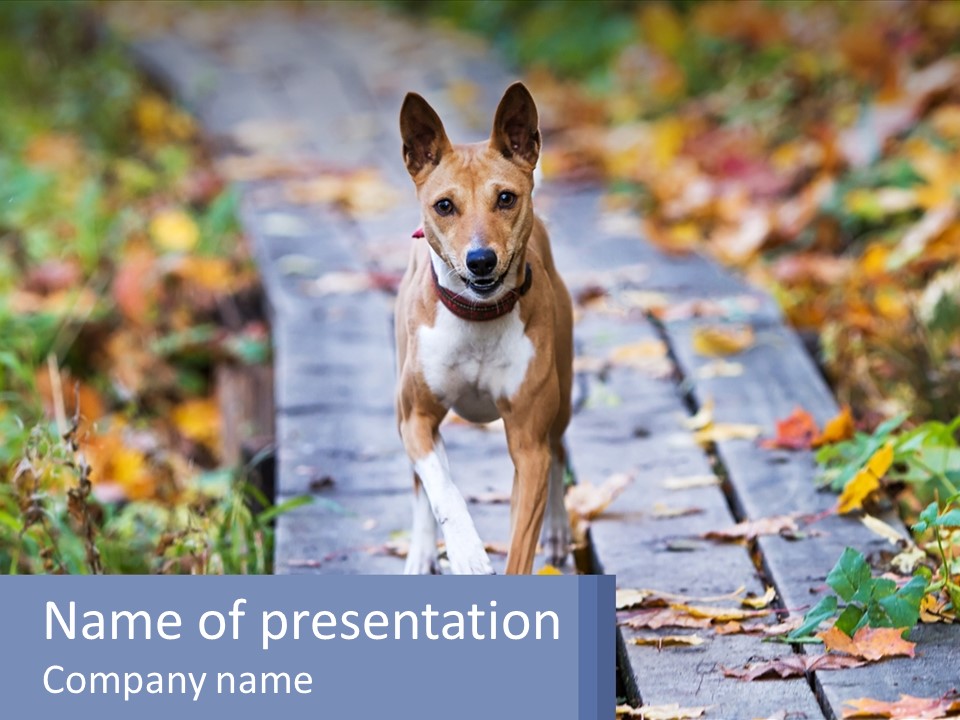 A Dog Is Walking On A Path In The Woods PowerPoint Template