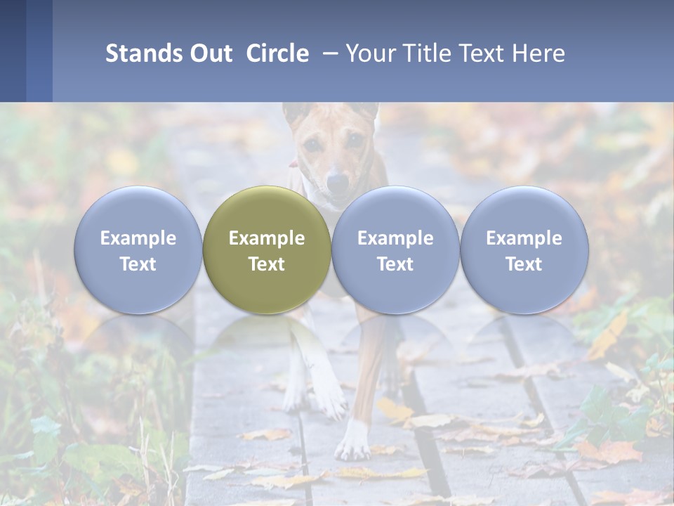 A Dog Is Walking On A Path In The Woods PowerPoint Template