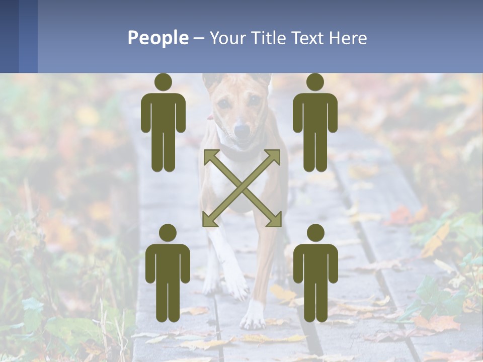 A Dog Is Walking On A Path In The Woods PowerPoint Template