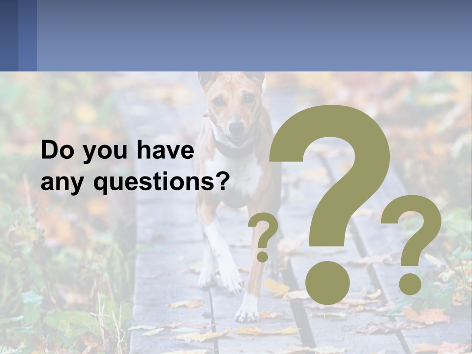 A Dog Is Walking On A Path In The Woods PowerPoint Template