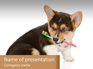 A Dog With A Toothbrush In Its Mouth PowerPoint Template