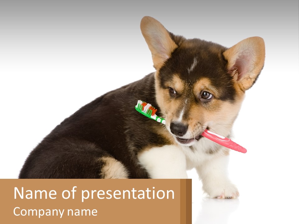 A Dog With A Toothbrush In Its Mouth PowerPoint Template