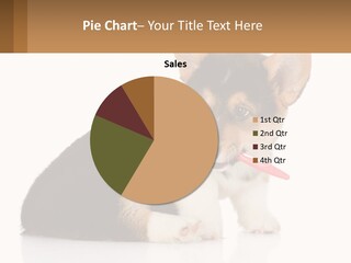 A Dog With A Toothbrush In Its Mouth PowerPoint Template