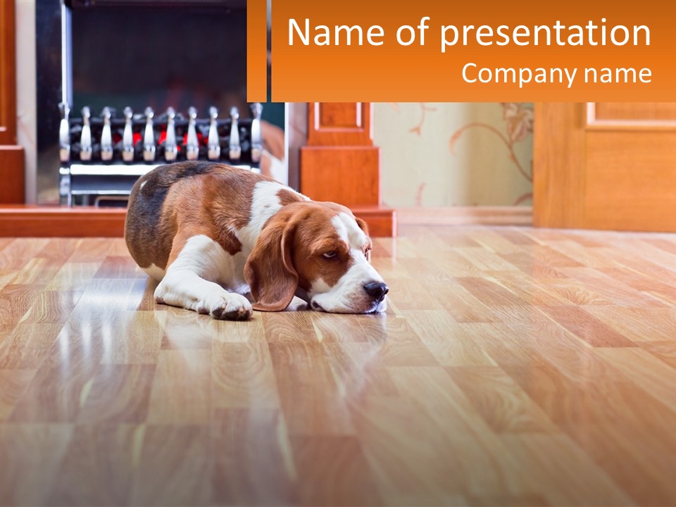 A Brown And White Dog Laying On Top Of A Hard Wood Floor PowerPoint Template