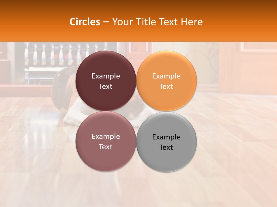 A Brown And White Dog Laying On Top Of A Hard Wood Floor PowerPoint Template
