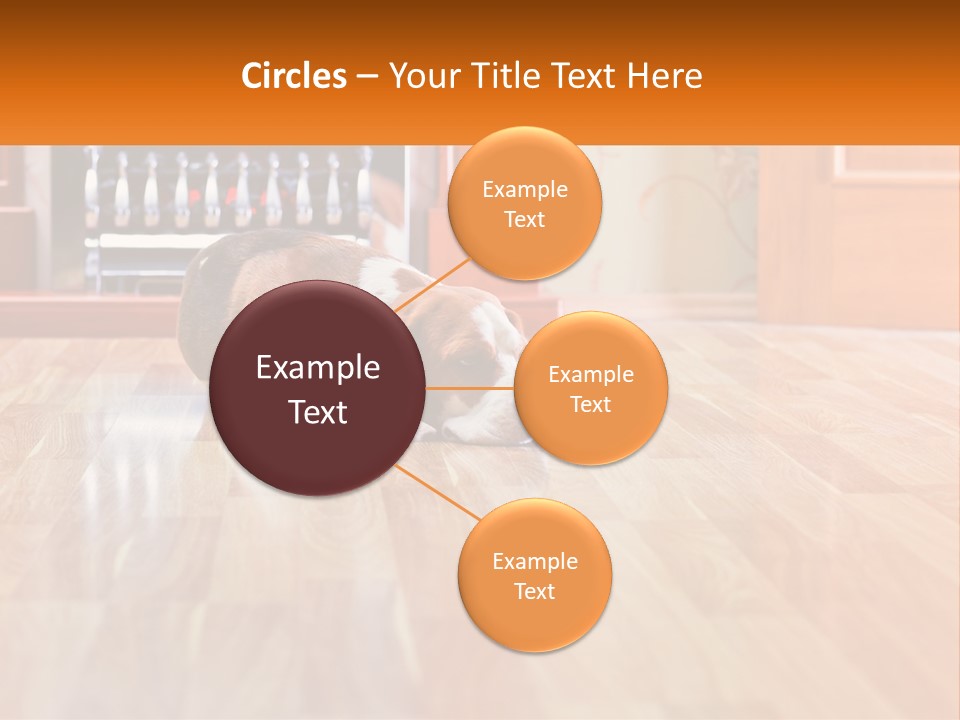 A Brown And White Dog Laying On Top Of A Hard Wood Floor PowerPoint Template