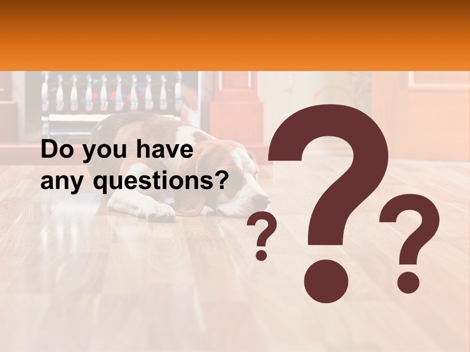 A Brown And White Dog Laying On Top Of A Hard Wood Floor PowerPoint Template