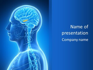The Human Brain Powerpoint Presentation Is Shown PowerPoint Template