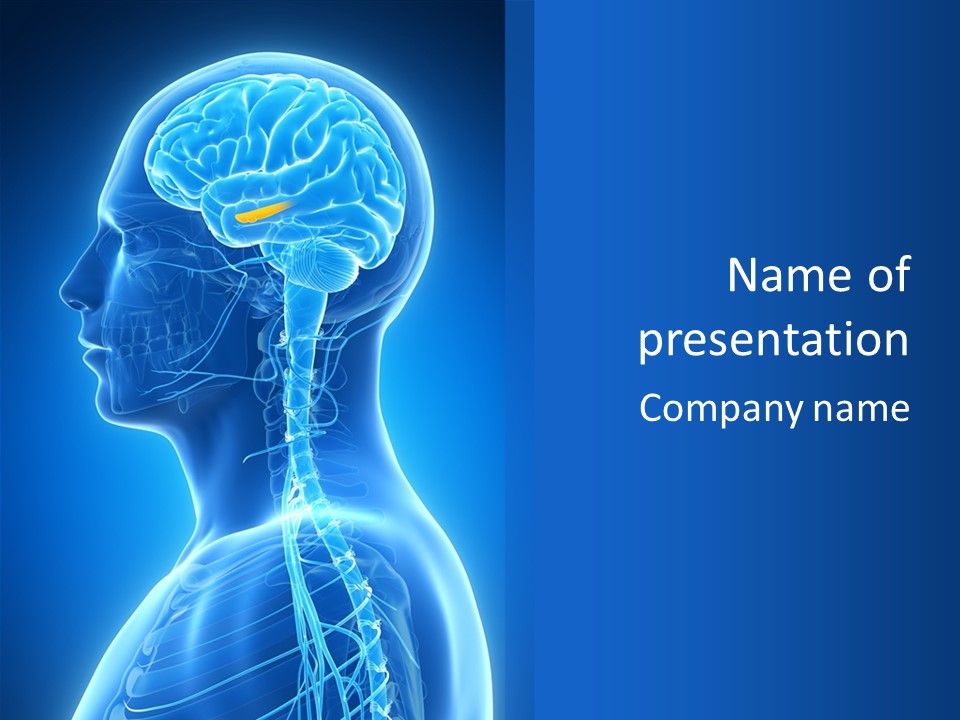 The Human Brain Powerpoint Presentation Is Shown PowerPoint Template