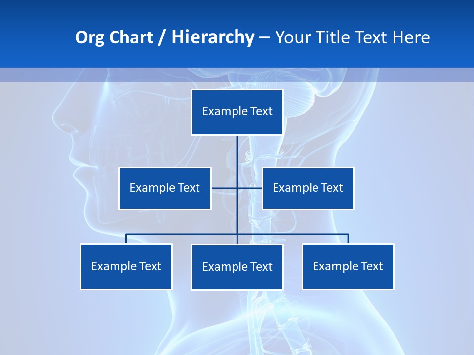 The Human Brain Powerpoint Presentation Is Shown PowerPoint Template