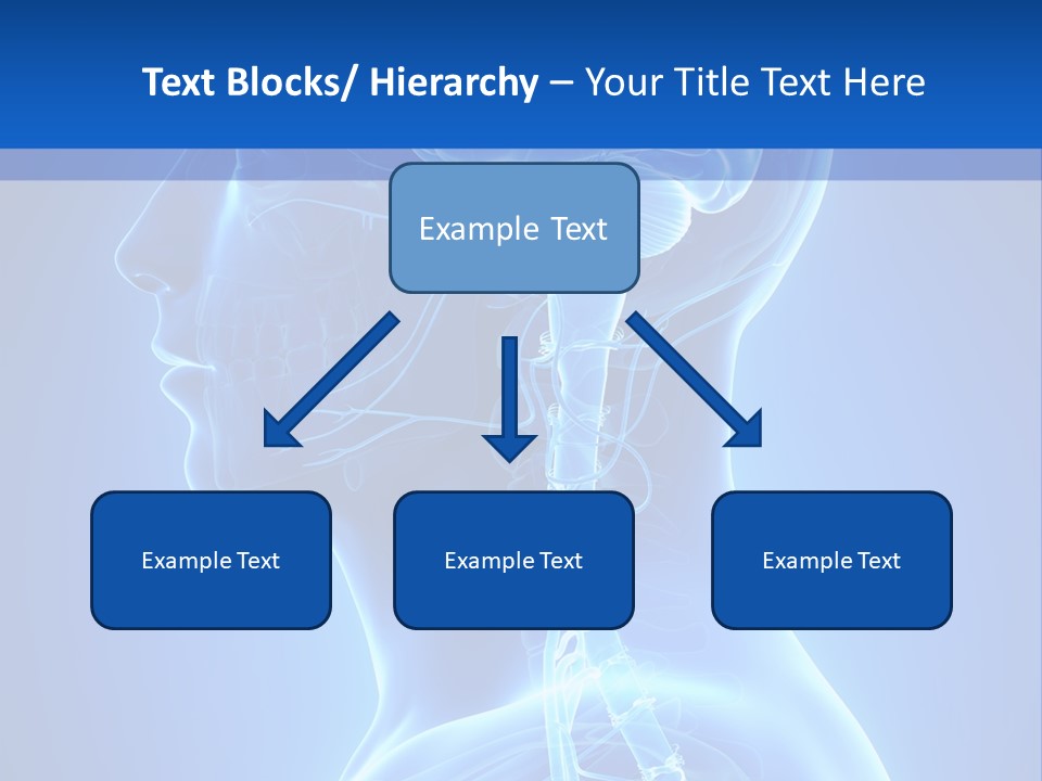 The Human Brain Powerpoint Presentation Is Shown PowerPoint Template