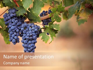 A Bunch Of Grapes Hanging From A Vine PowerPoint Template