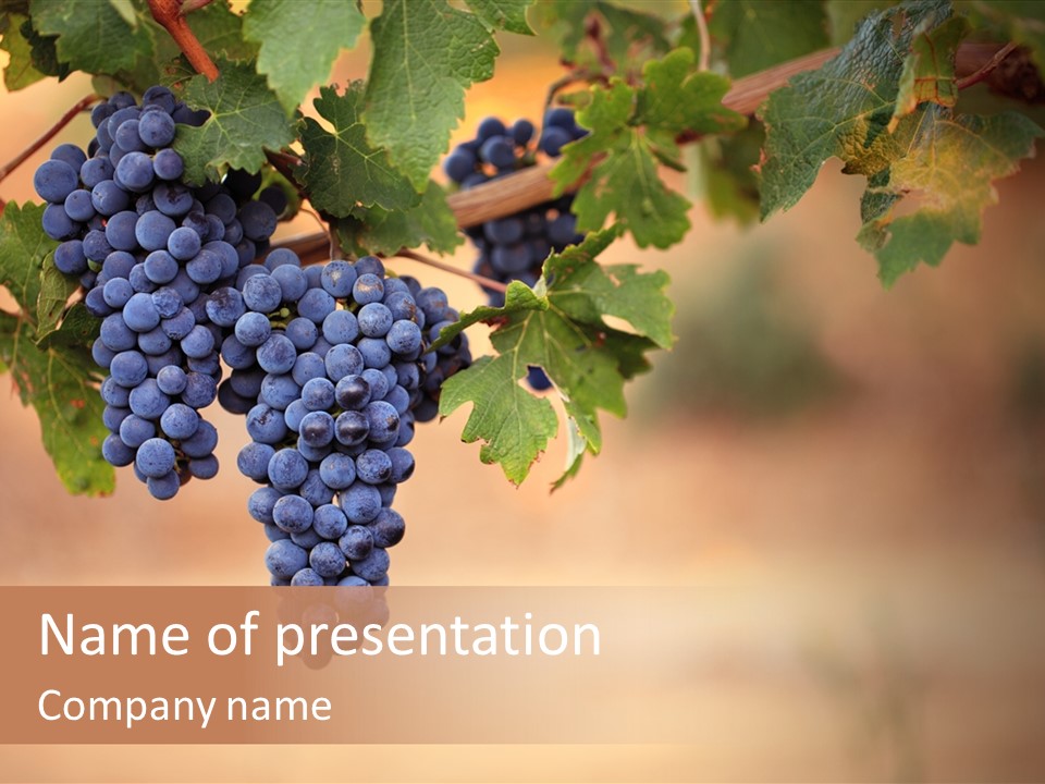 A Bunch Of Grapes Hanging From A Vine PowerPoint Template