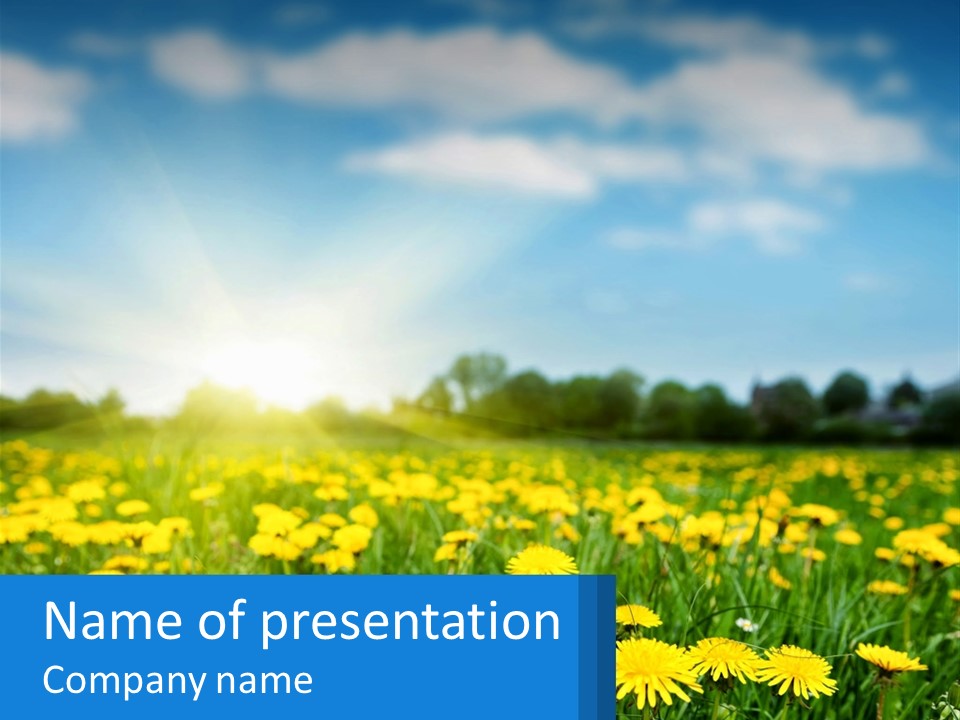A Field Full Of Yellow Dandelions Under A Blue Sky PowerPoint Template