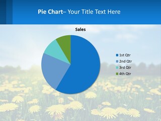 A Field Full Of Yellow Dandelions Under A Blue Sky PowerPoint Template