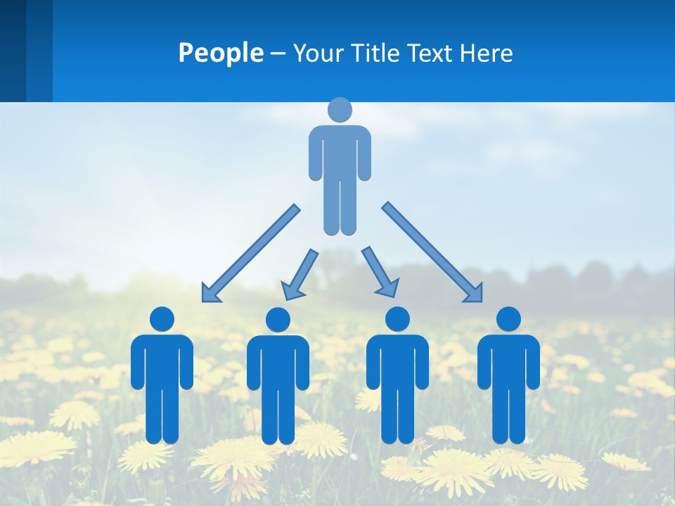 A Field Full Of Yellow Dandelions Under A Blue Sky PowerPoint Template