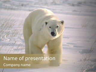A Polar Bear Is Walking Through The Snow PowerPoint Template