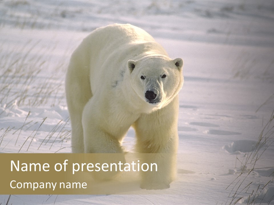 A Polar Bear Is Walking Through The Snow PowerPoint Template