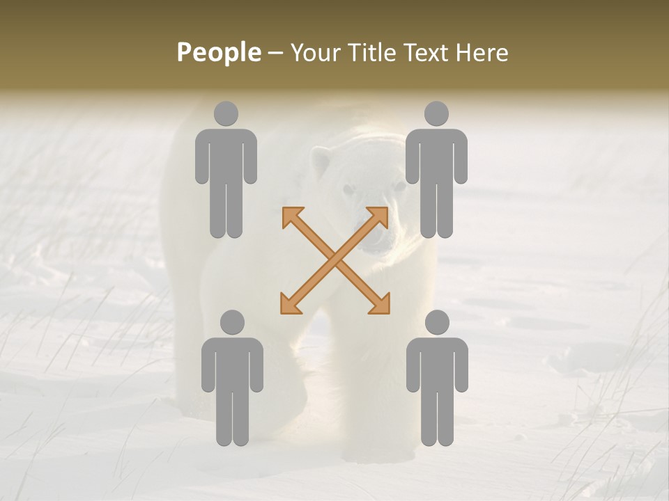 A Polar Bear Is Walking Through The Snow PowerPoint Template