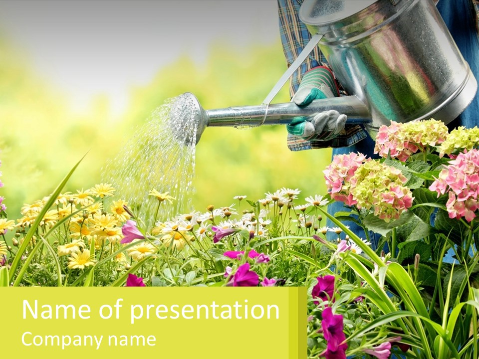 A Person Watering Flowers With A Watering Can PowerPoint Template
