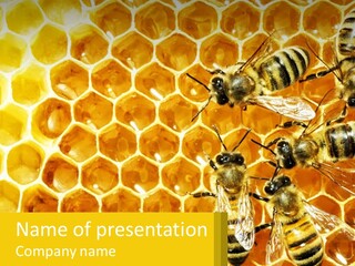 A Group Of Bees Sitting On Top Of A Honeycomb PowerPoint Template