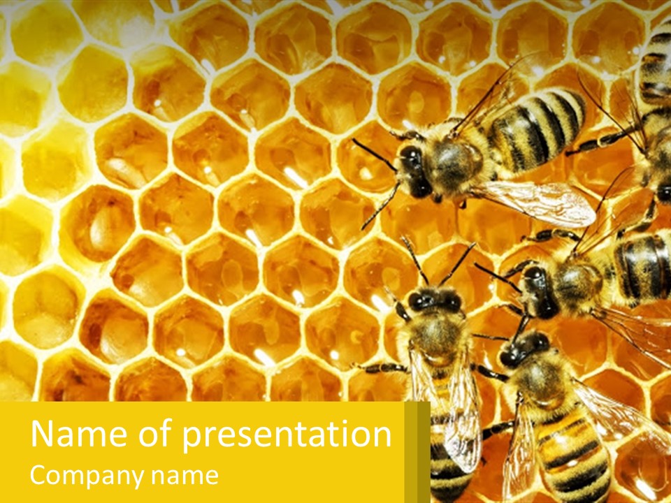 A Group Of Bees Sitting On Top Of A Honeycomb PowerPoint Template