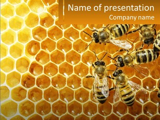 A Group Of Bees Sitting On Top Of A Honeycomb PowerPoint Template