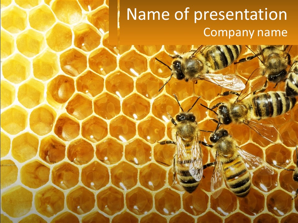 A Group Of Bees Sitting On Top Of A Honeycomb PowerPoint Template