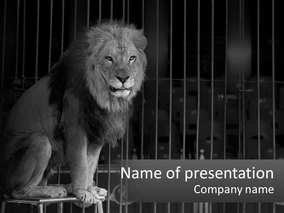 A Lion Sitting In A Cage On Top Of A Table PowerPoint Template