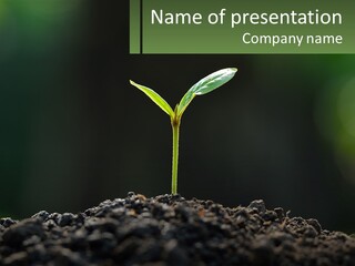A Small Green Plant Sprouting From The Ground PowerPoint Template