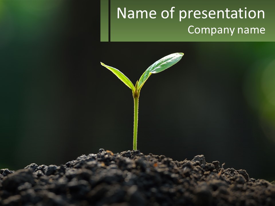 A Small Green Plant Sprouting From The Ground PowerPoint Template